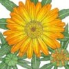 Organic Calendula, Orange (1 Oz) -JulboCorona Trees Store organic calendula orange 1 oz