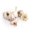 Organic Garlic, California Late White (lb) -JulboCorona Trees Store organic california late white garlic