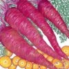 Organic Carrot, Dragon (1 Oz) 2 Organic Carrot, Dragon (1 Oz) -JulboCorona Trees Store organic carrot dragon 1 oz