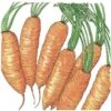 Organic Carrot, Little Finger (1 Oz) -JulboCorona Trees Store organic carrot little finger 1 oz