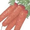 Organic Carrot, Scarlet Nantes (1/4 Lb) -JulboCorona Trees Store organic carrot scarlet nantes 1 4 lb