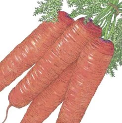 Organic Carrot, Scarlet Nantes (1/4 Lb)