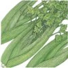 Organic Celery, Tall Utah (1/4 Lb) -JulboCorona Trees Store organic celery tall utah 1 4 lb