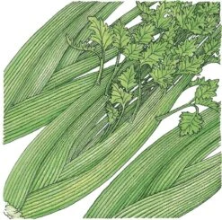 Organic Celery, Tall Utah (1/4 Lb)