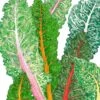 Organic Chard, Five Color Silverbeet (1/4 Lb) -JulboCorona Trees Store organic chard five color silverbeet 1 4 lb