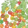 Organic Cherry Tomato, Bi-color (1 Oz) 1 Organic Cherry Tomato, Bi-color (1 Oz) -JulboCorona Trees Store organic cherry tomato bi color 1 oz