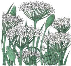 Organic Chives, Garlic (1 Oz)