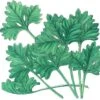 Organic Cilantro (1/4 Lb) -JulboCorona Trees Store organic cilantro 1 4 lb