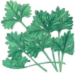 Organic Cilantro (1/4 Lb)