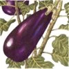 Organic Eggplant, Black Beauty (1 Oz) -JulboCorona Trees Store organic eggplant black beauty 1 oz