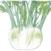 Organic Fennel, Florence (1/4 Lb) -JulboCorona Trees Store organic fennel florence 1 4 lb