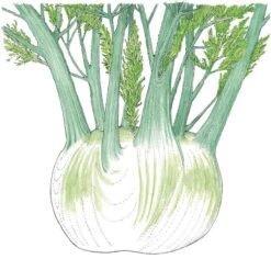 Organic Fennel, Florence (1/4 Lb)