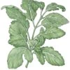 Organic Greens, Arugula (1/4 Lb) -JulboCorona Trees Store organic greens arugula 1 4 lb