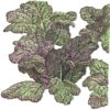 Organic Greens, Mustard Giant Red (1/4 Lb) -JulboCorona Trees Store organic greens mustard giant red 1 4 lb
