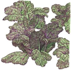Organic Greens, Mustard Giant Red (1/4 Lb)