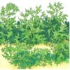 Organic Greens, Mustard Mizuna (1/4 Lb) -JulboCorona Trees Store organic greens mustard mizuna 1 4 lb