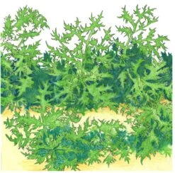 Organic Greens, Mustard Mizuna (1/4 Lb)
