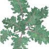 Organic Kale, Red Russian (1/4 Lb) -JulboCorona Trees Store organic kale red russian 1 4 lb