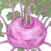 Organic Kohlrabi, Purple Vienna (1/4 Lb) -JulboCorona Trees Store organic kohlrabi purple vienna 1 4 lb