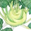 Organic Kohlrabi, White (1 Oz) -JulboCorona Trees Store organic kohlrabi white 1 oz
