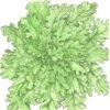 Organic Lettuce, Green Salad Bowl (1/4 Lb) -JulboCorona Trees Store organic lettuce green salad bowl 1 4 lb
