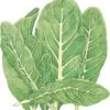 Organic Lettuce, Little Gem (1/4 Lb) -JulboCorona Trees Store organic lettuce little gem 1 4 lb