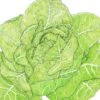 Organic Lettuce, Romaine, Jericho (1 Oz) -JulboCorona Trees Store organic lettuce romaine jericho 1 oz