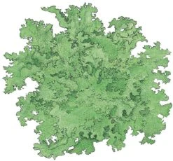 Organic Lettuce, Tango (1/4 Lb)