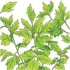 Organic Lovage -JulboCorona Trees Store organic lovage