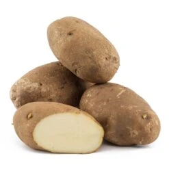 Fall-Planted Organic Norkotah Russet Seed Potatoes (lb)