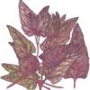 Organic Orach, Red (1 Oz) -JulboCorona Trees Store organic orach red 1 oz