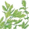 Organic Parsley, Italian (1/4 Lb) -JulboCorona Trees Store organic parsley italian 1 4 lb