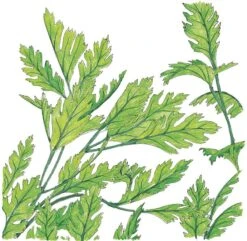 Organic Parsley, Italian (1/4 Lb)