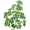 Organic Parsley, Moss Curled (1/4 Lb) -JulboCorona Trees Store organic parsley moss curled 1 4 lb