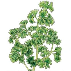 Organic Parsley, Moss Curled (1/4 Lb)