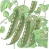 Organic Pea, Mammoth Melting (1/2 Lb) -JulboCorona Trees Store organic pea mammoth melting 1 2 lb