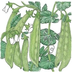 Organic Pea, Oregon Sugar Pod (1/2 Lb)