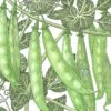 Organic Pea, Sugar Snap (1/2 Lb) -JulboCorona Trees Store organic pea sugar snap 1 2 lb