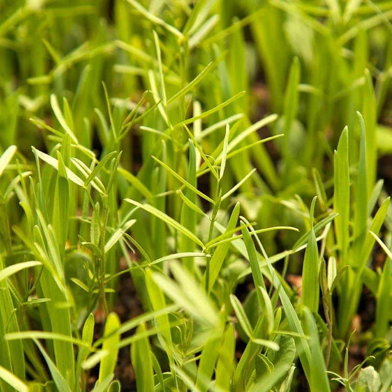 Organic Peaceful Valley Budget Soil Builder Mix - Raw Seed (lb) 3 Organic Peaceful Valley Budget Soil Builder Mix - Raw Seed (lb)