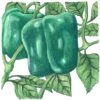 Organic Pepper, Sweet Cal Wonder (1 Oz) -JulboCorona Trees Store organic pepper sweet cal wonder 1 oz