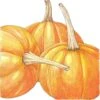 Organic Pumpkin, Small Sugar (1/4 Lb) -JulboCorona Trees Store organic pumpkin small sugar 1 4 lb
