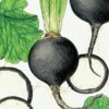 Organic Radish, Black Spanish 1/4 Lb -JulboCorona Trees Store organic radish black spanish 1 4 lb