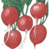 Organic Radish, Cherry Belle (1/4 Lb) -JulboCorona Trees Store organic radish cherry belle 1 4 lb