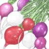 Organic Radish, Easter Egg Mix (1/4 Lb) -JulboCorona Trees Store organic radish easter egg mix 1 4 lb