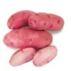 Fall-Planted Organic Red Thumb Fingerling Seed Potatoes (lb) -JulboCorona Trees Store organic red thumb fingerling seed potatoes lb