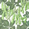 Organic Soybean, Edamame (1/2 Lb) -JulboCorona Trees Store organic soybean edamame 1 2 lb