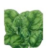 Organic Spinach, Verdil (1/4 Lb) -JulboCorona Trees Store organic spinach verdil 1 4 lb