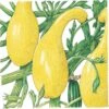 Organic Squash, Summer Early Crookneck (1/4 Lb) -JulboCorona Trees Store organic squash summer early crookneck 1 4 lb