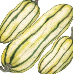 Organic Squash, Winter Delicata (1 Oz)