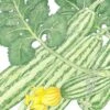 Organic Summer Squash, Cocozelle (1/4 Lb) -JulboCorona Trees Store organic summer squash cocozelle 1 4 lb